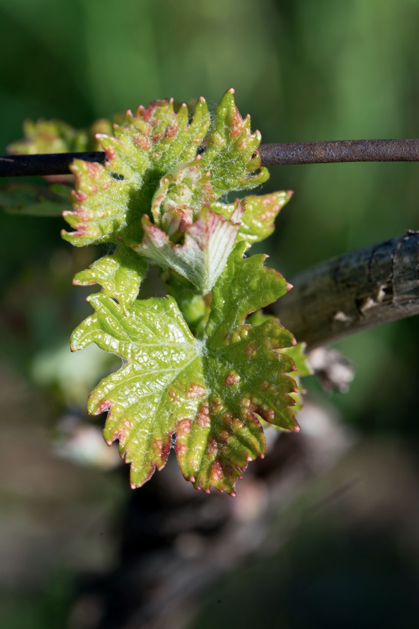 Vignoble Macro 4-Feuilles sorties 0824